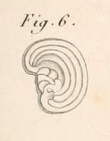 Renulites opercularia Lamarck, 1804 Renulites opercularia Lamarck, 1804