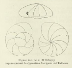 Gyroidina laevigata d'Orbigny, 1826