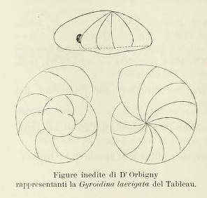 Gyroidina laevigata d'Orbigny, 1826