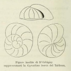 Gyroidina laevis d'Orbigny, 1826