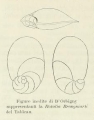 Chromista - Foraminifera (foraminifers)