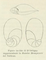 Rotalia brongnartii d'Orbigny, 1826
