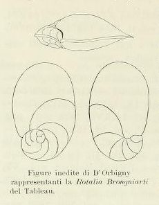 Rotalia brongnartii d'Orbigny, 1826 Rotalia brongnartii d'Orbigny, 1826