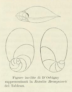 Rotalia brongnartii d'Orbigny, 1826