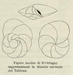 Rotalia carinata d'Orbigny, 1852