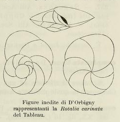 Rotalia carinata d'Orbigny, 1852 Rotalia carinata d'Orbigny, 1852
