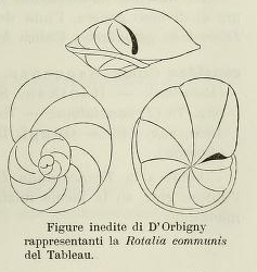 Rotalia communis d'Orbigny, 1826