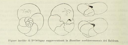 Rosalina mediterranensis d'Orbigny, 1826