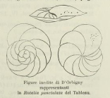 Rotalia punctulata d'Orbigny in Parker, Jones & Brady, 1865