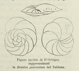 Rotalia punctulata d'Orbigny in Parker, Jones & Brady, 1865