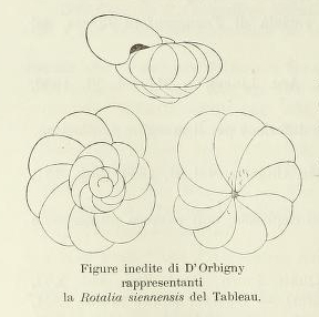 Rotalia siennensis (d'Orbigny, 1826)