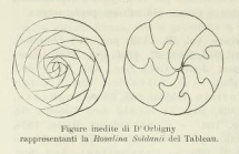 Rosalina soldanii d'Orbigny, 1826
