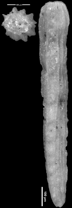 Plectofrondicularia trinitaensis Cushman & Jarvis, 1929 Holotype