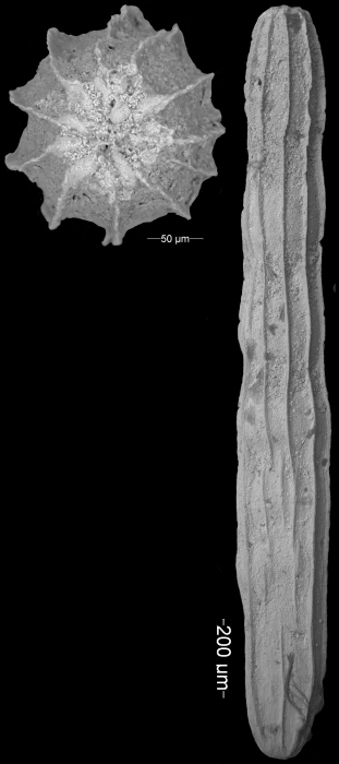 Amphimorphina lirata Cushman & Bermudez, 1936  Holotype