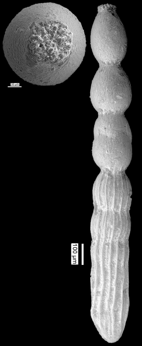 Amphimorphina tenuistriata var. seminuda C & B, 1936, Holotype