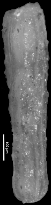 Dentalina amchitkaensis Todd, 1953 Holotype Dentalina amchitkaensis Todd, 1953 Holotype