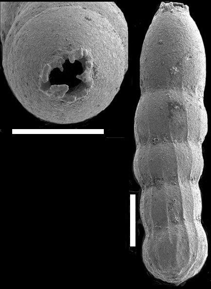 Amphimorphinella amchitkaensis (Todd, 1953) identified specimen