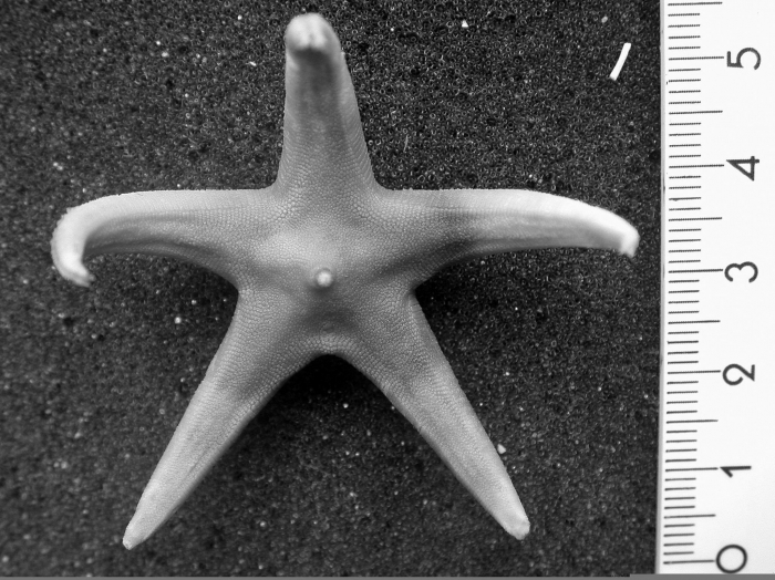 Bathybiaster loripes obesus Bathybiaster loripes obesus