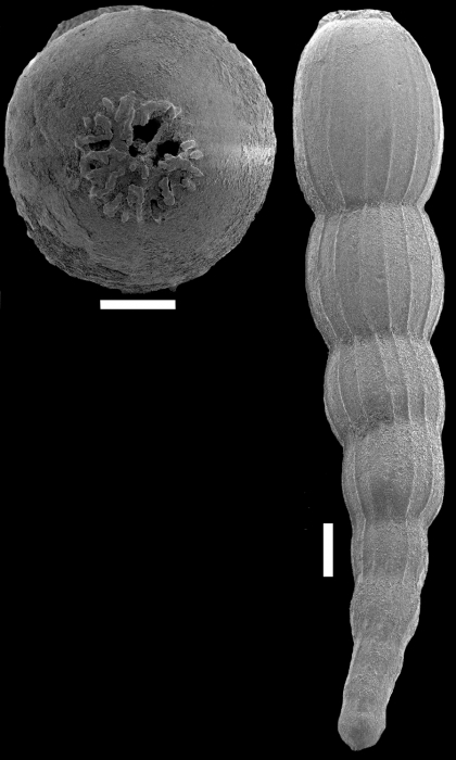 Amphimorphinella amchitkaensis (Todd, 1953) identified specimen Amphimorphinella amchitkaensis (Todd, 1953) identified specimen