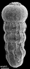 Amphimorphinella butonensis Keyzer, 1953 Identified specimen