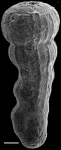 Amphimorphinella butonensis Keyzer, 1953 Identified specimen