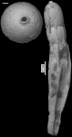 Dentalina quadrulata Cushman & Laiming, 1931 Holotype