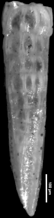 Dentalina barnesi Rankin, 1934 HOLOTYPE