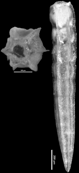 Nodosaria stainforthi Cushman & Renz, 1941 HOLOTYPE