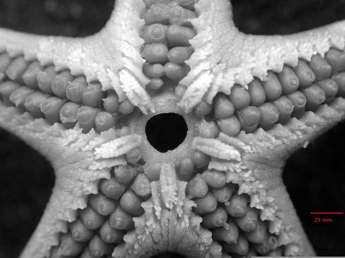 Bathybiaster loripes obesus Bathybiaster loripes obesus