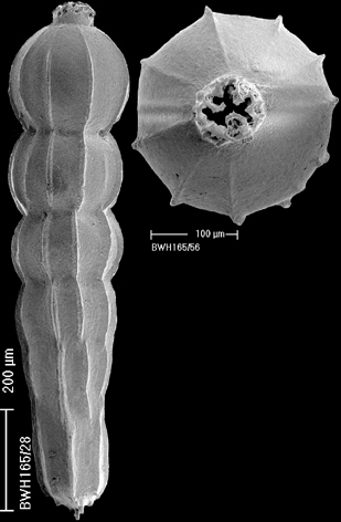 Anastomosa gomphiformis (Schwager, 1866) IDENTIFIED SPECIMEN