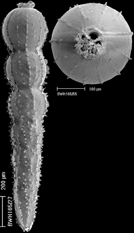 Anastomosa gomphiformis (Schwager, 1866) IDENTIFIED SPECIMEN