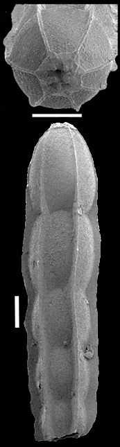 Anastomosa lamellata (Cushman & Stainforth, 1945) IDENTIFIED SPECIMEN