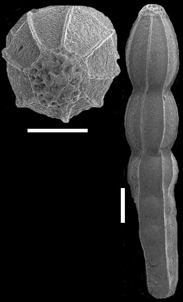 Anastomosa lamellata (Cushman & Stainforth, 1945) IDENTIFIED SPECIMEN