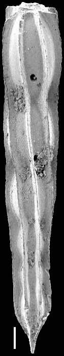 Anastomosa lamellata (Cushman & Stainforth, 1945) IDENTIFIED SPECIMEN
