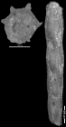 Nodosaria nuttalli Hedberg, 1937 HOLOTYPE