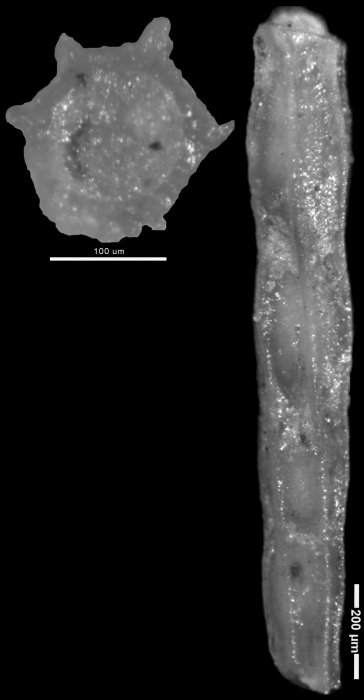 Nodosaria nuttalli Hedberg, 1937 HOLOTYPE Nodosaria nuttalli Hedberg, 1937 HOLOTYPE