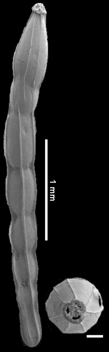 Anastomosa nuttalli (Hedberg, 1937) IDENTIFIED SPECIMEN