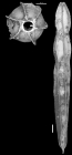 Chrysalogonium lamellatum Bermudez, 1949 HOLOTYPE