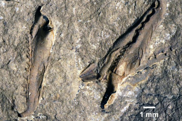 Holotype fossil of Websteroprion armstrongi