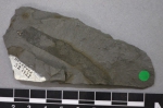 Archarenicola rhaetica Horwood, 1912 fossil holotype, held Leicester Museum