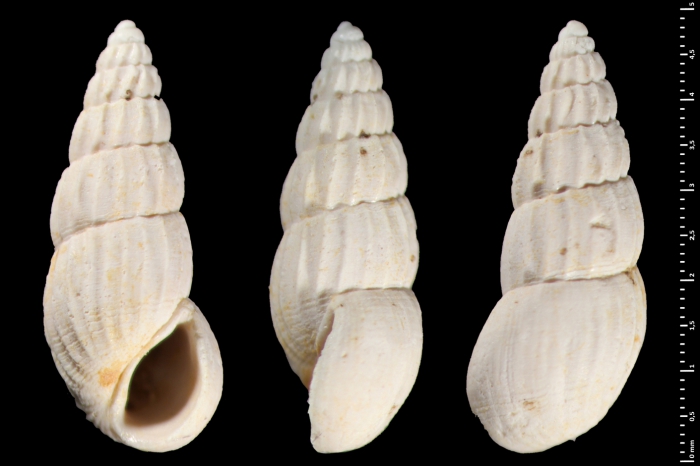 Rissoina chalossensis Lozouet, 2015 Rissoina chalossensis Lozouet, 2015