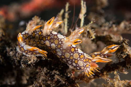 Bornella anguilla Johnson, 1984, Tulamben, Bali, Indonesia