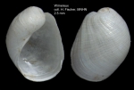 Philine punctata (Adams, 1800) - shell from Wimereux, estern Channel, coll. H. Fischer (MNHN, Paris). Actual size 2.5 mm