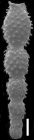 Stilostomella bortanica Hornibrook, 1961, topotype