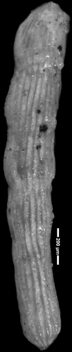 Chrysalogonium tappanae Said & Kenaway, 1956 HOLOTYPE