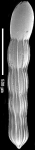 Chrysalogonium deceptorium (Schwager, 1866) IDENTIFIED SPECIMEN
