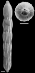 Chrysalogonium deceptorium (Schwager, 1866) IDENTIFIED SPECIMEN
