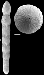 Chrysalogonium equisetiformis (Schwager, 1866) IDENTIFIED SPECIMEN