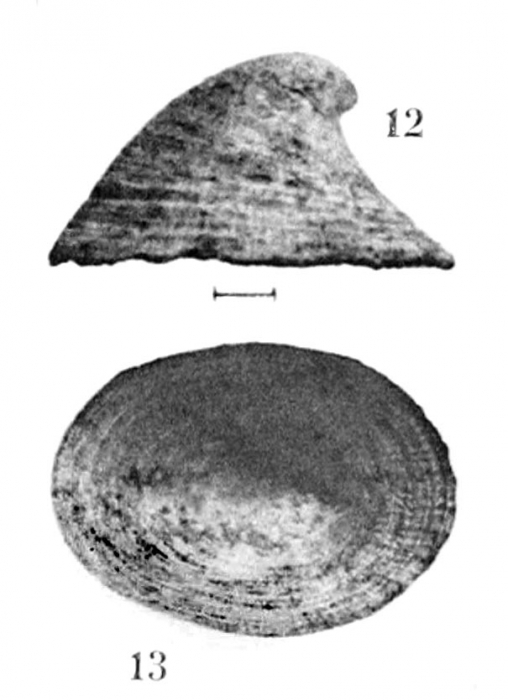 Pripilidium crossei Dautzenberg & Fischer, 1896 Original figure (pl. 22 fig. 12-13)