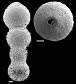 Chrysalogonium rudis (d'Orbigny, 1846) IDENTIFIED SPECIMEN